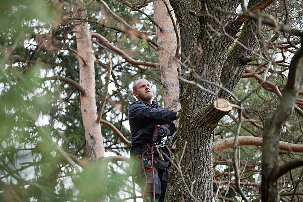 Trusted Antelope, CA Tree Care Experts
